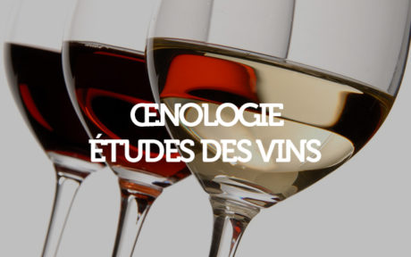 Oenologie études des vins